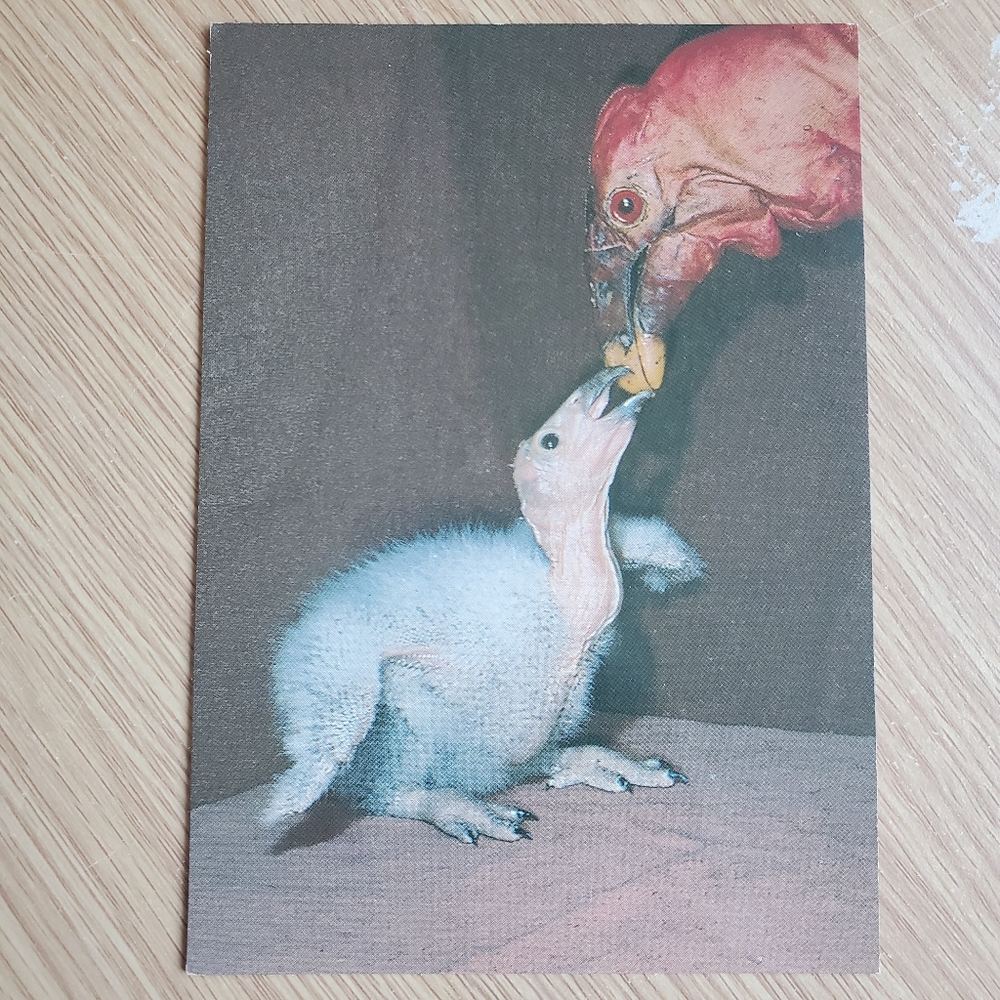 Vintage San Diego Zoo Postcards 4x6 Flamingo Condor Macaws Toucan Conure Lory - Picture 4 of 9